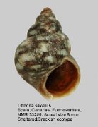 Littorina saxatilis (4)